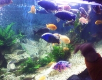 3 czerwca 2011 - Dzień Dziecka w Aquarium i Muzeum Przyrodniczym